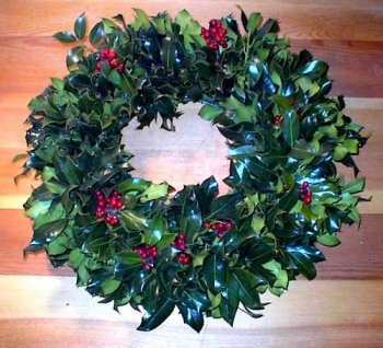 English Green Holly with Red berries